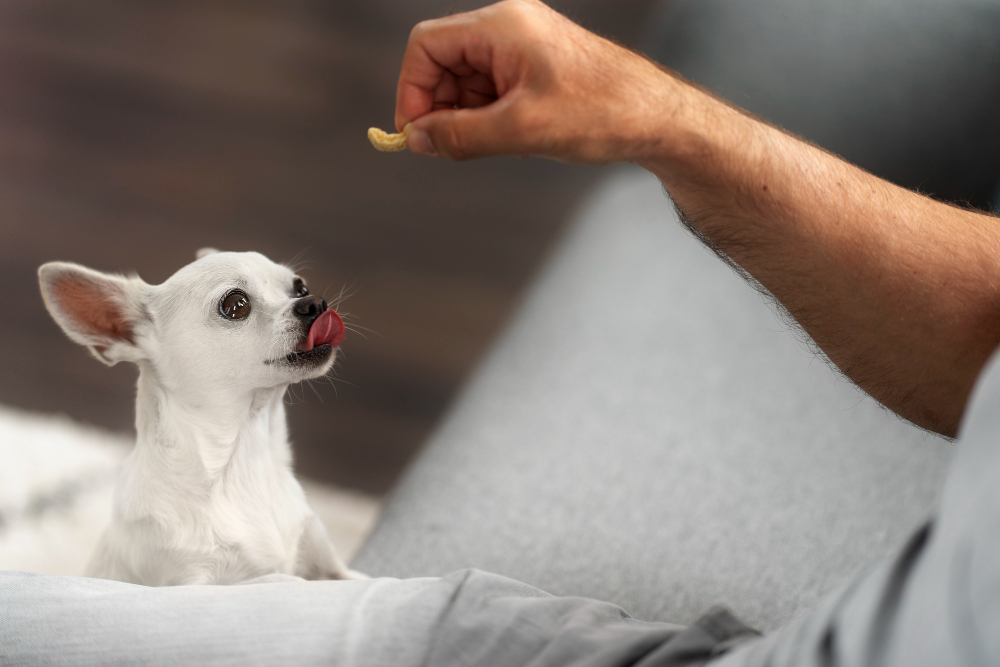 Mes astuces nutri pour la santé de votre chien