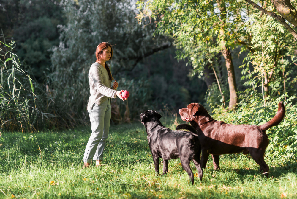 cours canin collectif avec un éducateur canin à Saintry-sur-Seine | Kractère Knin