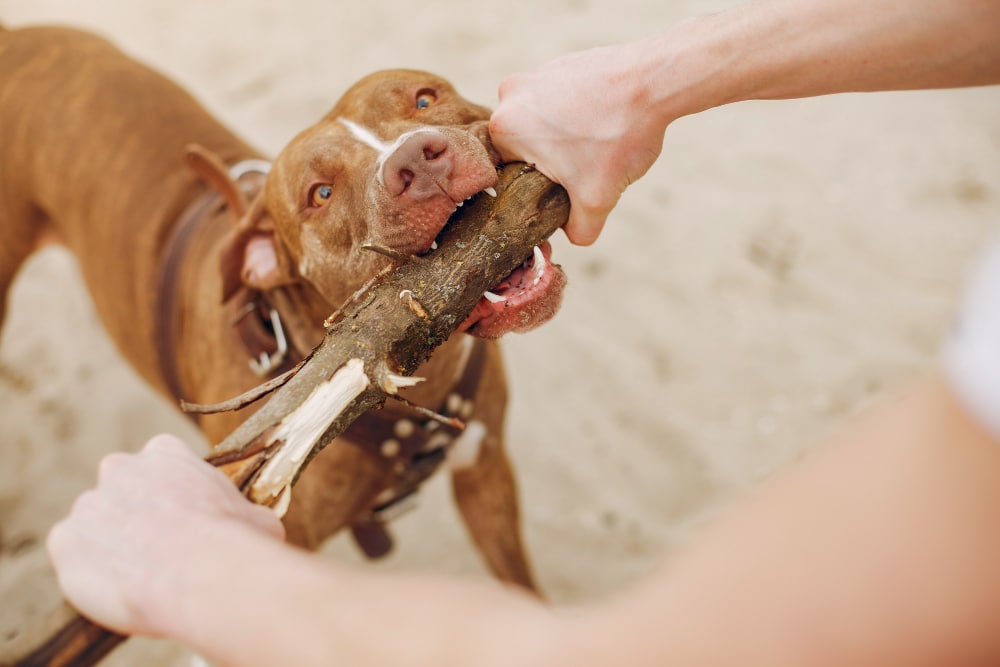 Mon chien est agressif envers les humains | éducateur canin à Saintry-sur-Seine | Kractère Knin