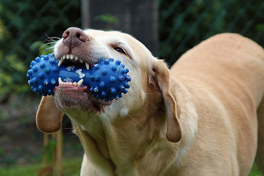 réactivité canine à Saintry-sur-Seine | Kractère Knin