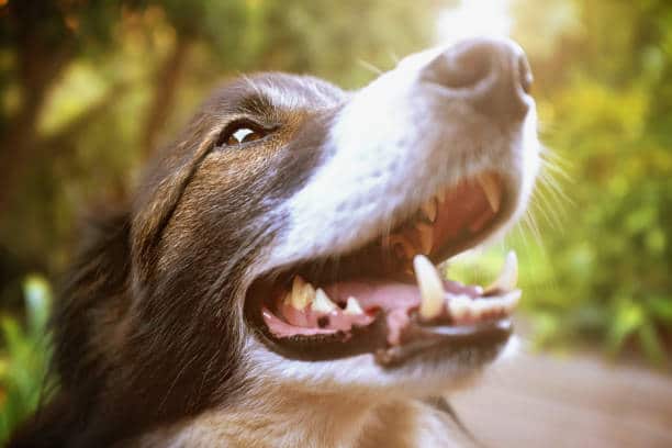 La réactivité chez le chien